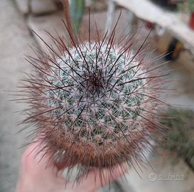 Mammillaria krasuckae H 17 cm RareOld Plant Cactus