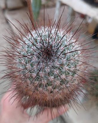Mammillaria krasuckae H 17 cm RareOld Plant Cactus