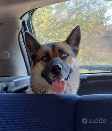 Elis: affettuosa,ubbidiente,