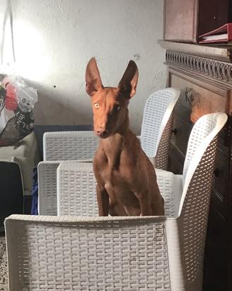 2 cirnechi con pedegree in affido