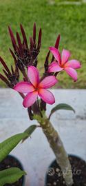 Plumeria rosa e arancione 