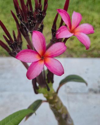 Plumeria rosa e arancione 