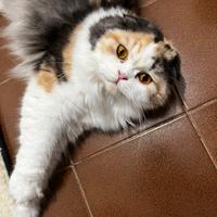 Scottish fold rimborso spese