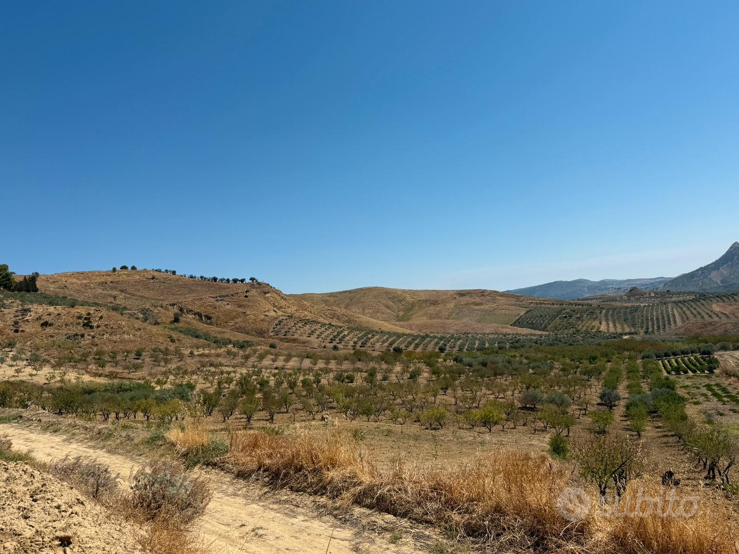 8 tumoli piantato con mandorle e olive - Vista 4