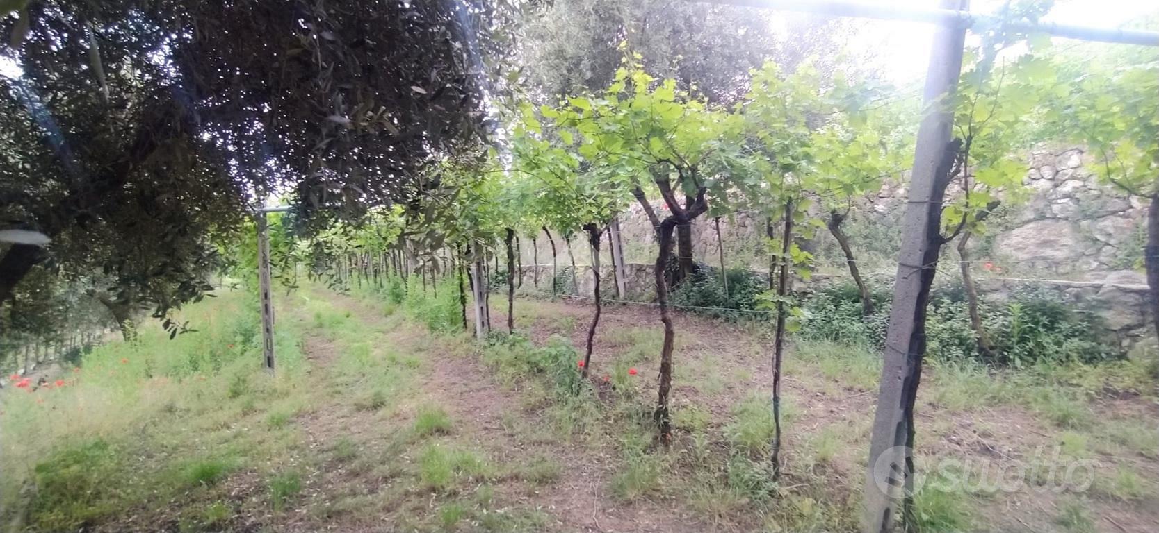 TER. AGRICOLO A SAN PIETRO IN CARIANO - Vista 4