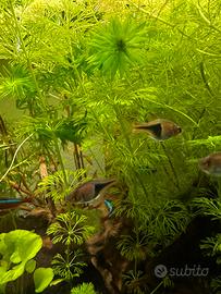 Rasbora heteromorpha