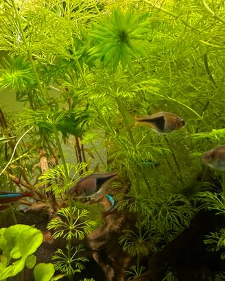 Rasbora heteromorpha