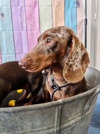 Bassotto arlecchino cioccolato per monta