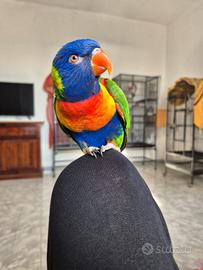 Coppia lori arcobaleno