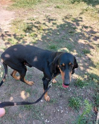 Enci segugio cane