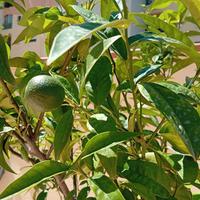 arancio da giardino terrazzo di 18 anni vaso