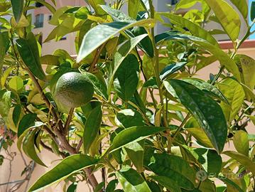 arancio da giardino terrazzo di 18 anni vaso