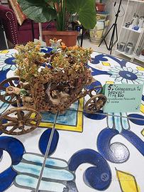 PRESEPE IN MINIATURA