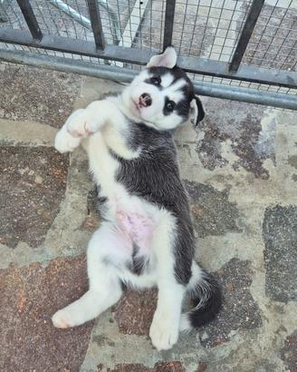 Cucciolo husky siberiano