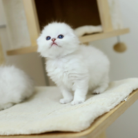 Gattino scottish Fold pelo lungo occhi azzurri