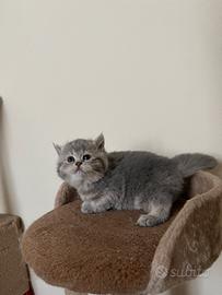 Maschio Scottish straight