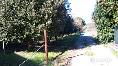 Terreno agricolo