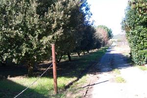 Terreno agricolo
