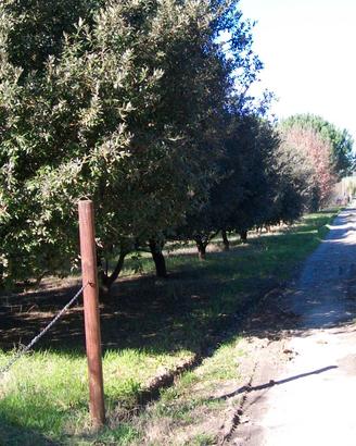Terreno agricolo