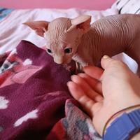 Cuccioli di Canadian sphynx