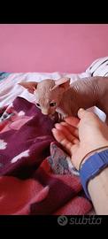 Cuccioli di Canadian sphynx
