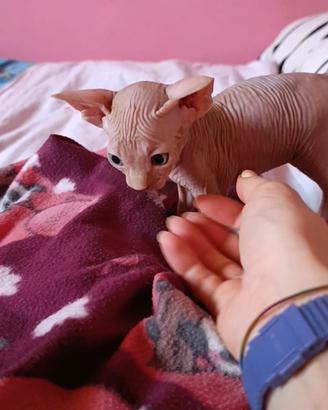 Cuccioli di Canadian sphynx