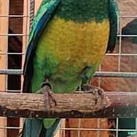 Pappagalli parrocchetti di Port lincoln