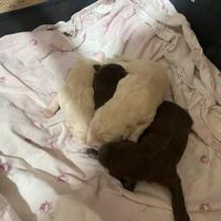 Dolcissimi Cuccioli