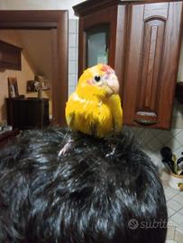kakariki da imbeecco 