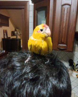 kakariki da imbeecco 
