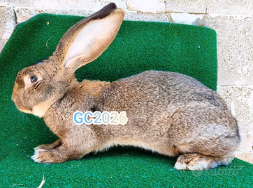 Coppia giganti grigio o fiandre