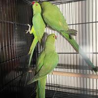 Coppie parrocchetti dal collare ancestrali