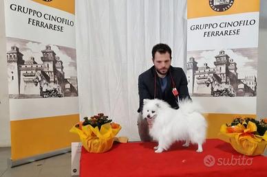 Volpino italiano blu