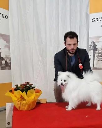 Volpino italiano blu