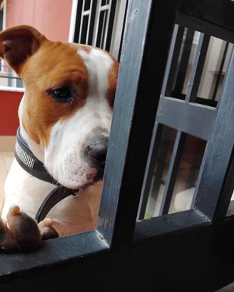 Amstaff