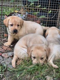 LABRADOR RETRIEVER CUCCIOLI