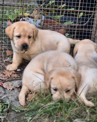 LABRADOR RETRIEVER CUCCIOLI