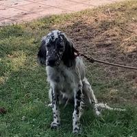 Cane da caccia setter inglese