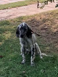 Cane da caccia setter inglese