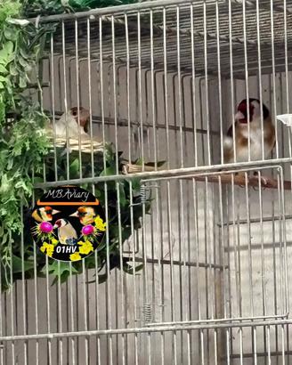 Cardellini,Carpodaco Messcani & Can.Neri Jaspe
