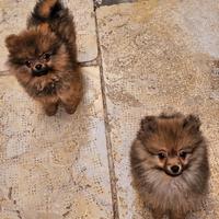Originalissimi Spiz della Pomerania piccolissimi