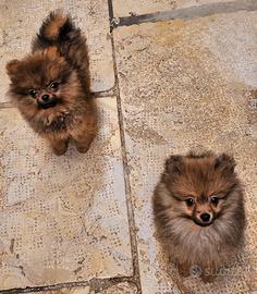 Originalissimi Spiz della Pomerania piccolissimi