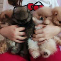 Spitz di Pomerania nano