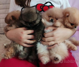 Spitz di Pomerania nano