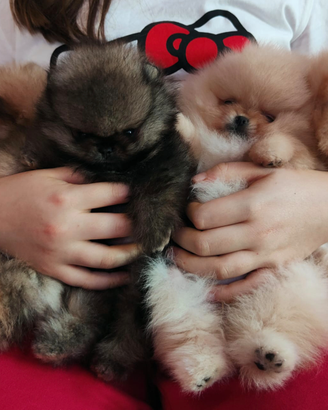 Spitz di Pomerania nano