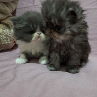 Cucciole persiane femmina