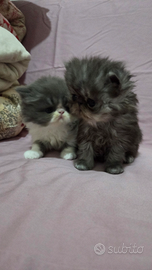 Cucciole persiane femmina