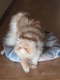 Gatto Persiano