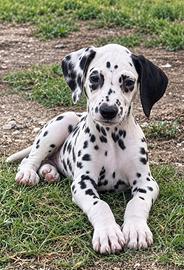 Dalmata cucciolo