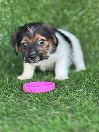 Jack russell broken